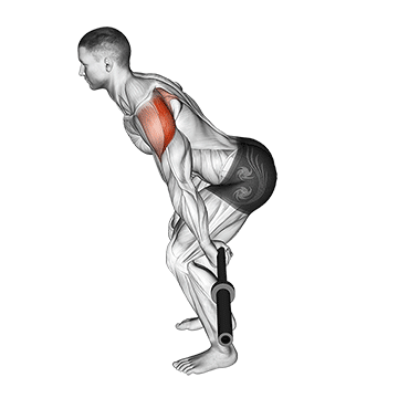 Bent-Over Barbell Reverse Raise