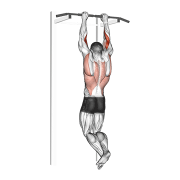 Brachialis Pull-Up