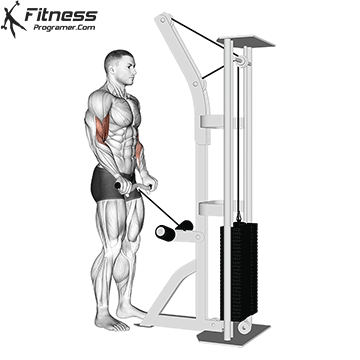 Cable Reverse-Grip EZ-Bar Biceps Curl